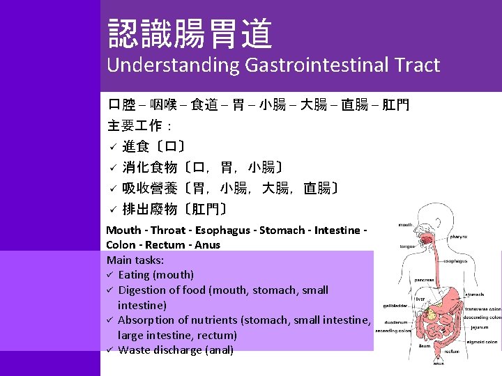認識腸胃道 Understanding Gastrointestinal Tract 口腔 – 咽喉 – 食道 – 胃 – 小腸 –