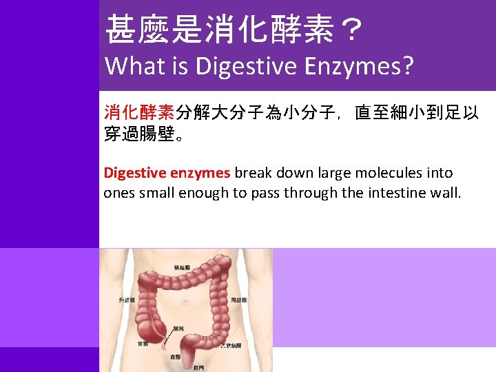甚麼是消化酵素？ What is Digestive Enzymes? 消化酵素分解大分子為小分子，直至細小到足以 穿過腸壁。 Digestive enzymes break down large molecules into