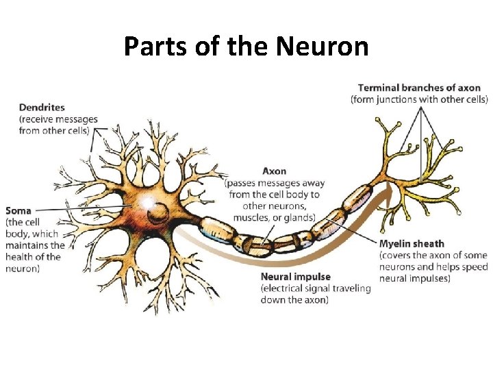 Parts of the Neuron 