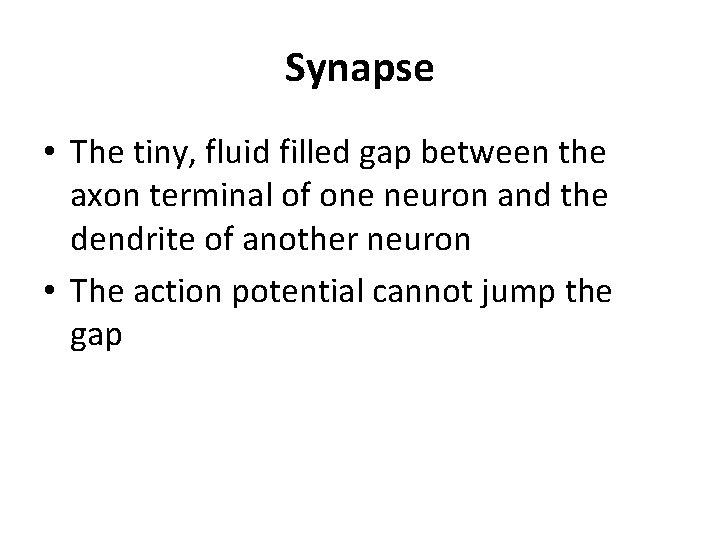 Synapse • The tiny, fluid filled gap between the axon terminal of one neuron