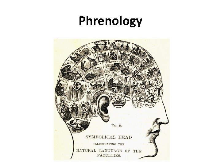 Phrenology 