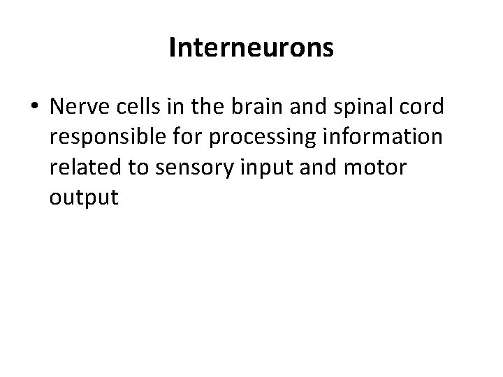 Interneurons • Nerve cells in the brain and spinal cord responsible for processing information