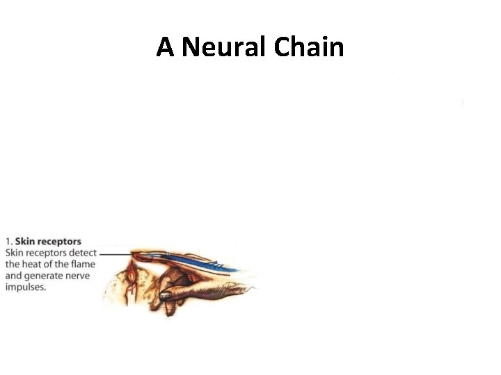 A Neural Chain 