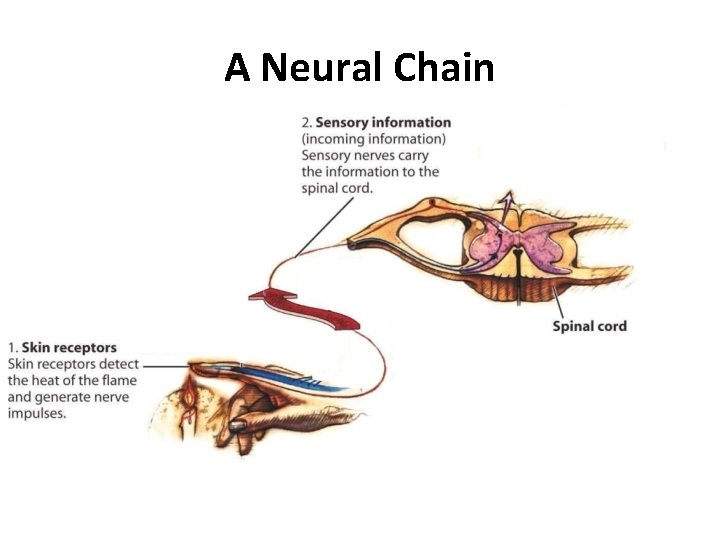 A Neural Chain 