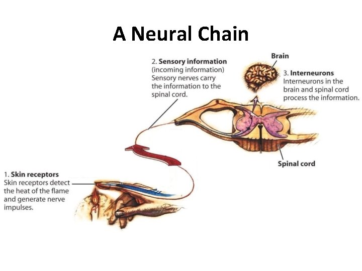 A Neural Chain 