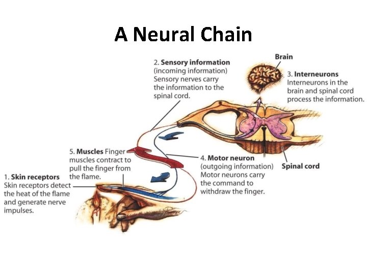 A Neural Chain 