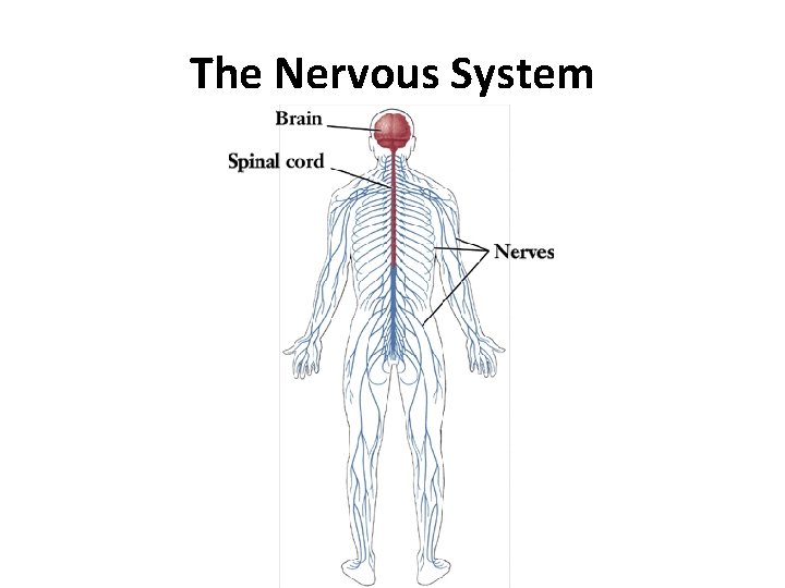 The Nervous System 