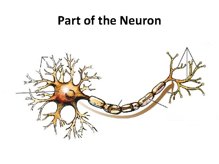 Part of the Neuron 