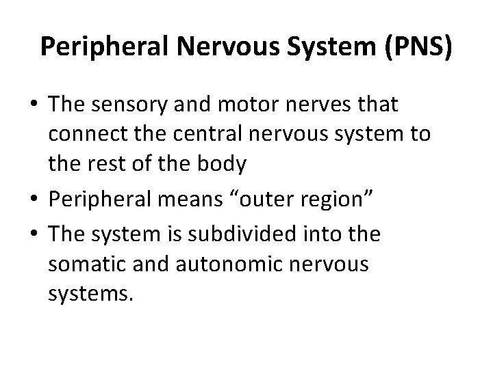 Peripheral Nervous System (PNS) • The sensory and motor nerves that connect the central