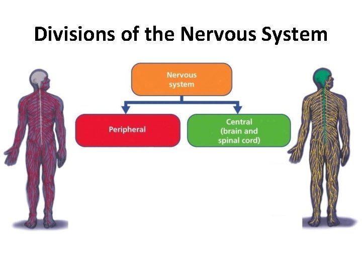 Divisions of the Nervous System 