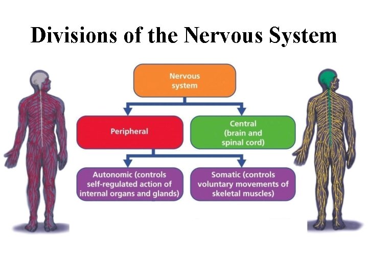 Divisions of the Nervous System 