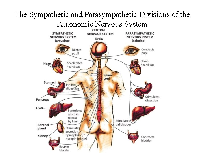 The Sympathetic and Parasympathetic Divisions of the Autonomic Nervous System 