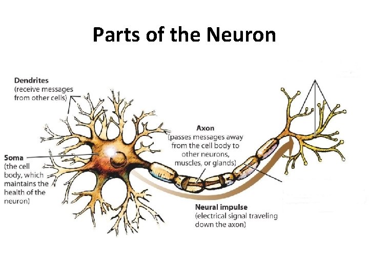 Parts of the Neuron 