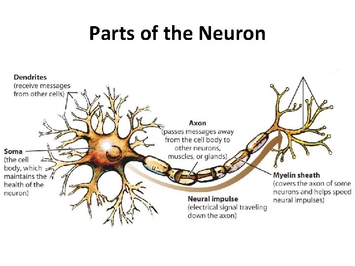 Parts of the Neuron 