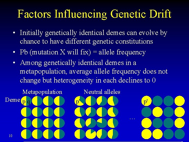 Factors Influencing Genetic Drift • Initially genetically identical demes can evolve by chance to