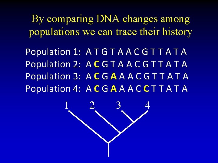 By comparing DNA changes among populations we can trace their history Population 1: Population