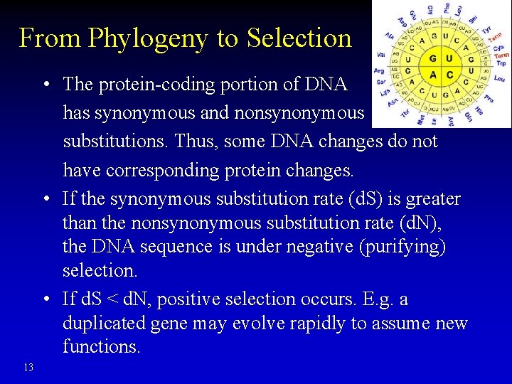 From Phylogeny to Selection • The protein-coding portion of DNA has synonymous and nonsynonymous