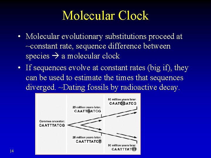 Molecular Clock • Molecular evolutionary substitutions proceed at ~constant rate, sequence difference between species