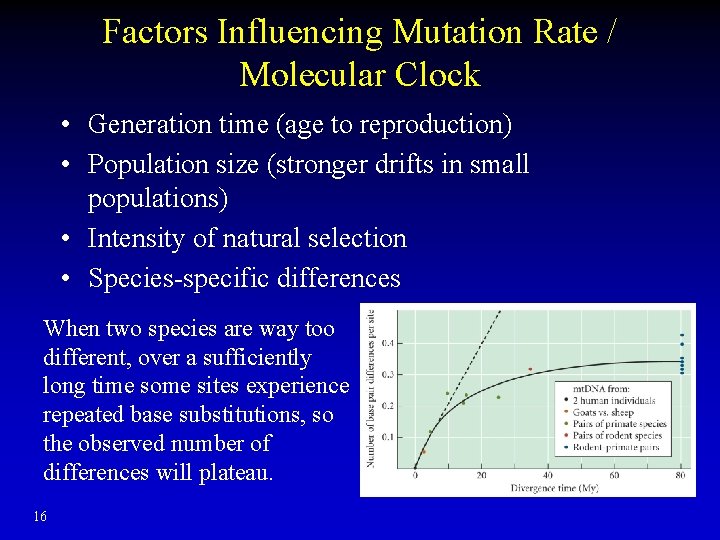 Factors Influencing Mutation Rate / Molecular Clock • Generation time (age to reproduction) •