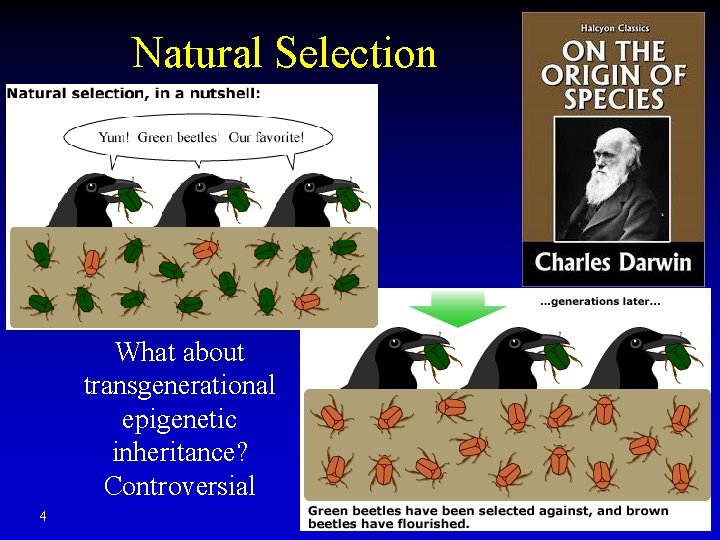 Natural Selection What about transgenerational epigenetic inheritance? Controversial 4 