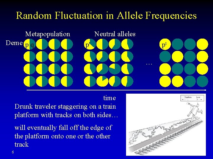 Random Fluctuation in Allele Frequencies Metapopulation Deme p q Neutral alleles p' pt …