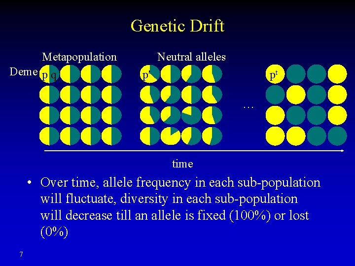 Genetic Drift Metapopulation Deme p q Neutral alleles p' pt … time • Over