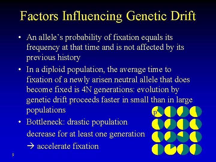 Factors Influencing Genetic Drift • An allele’s probability of fixation equals its frequency at