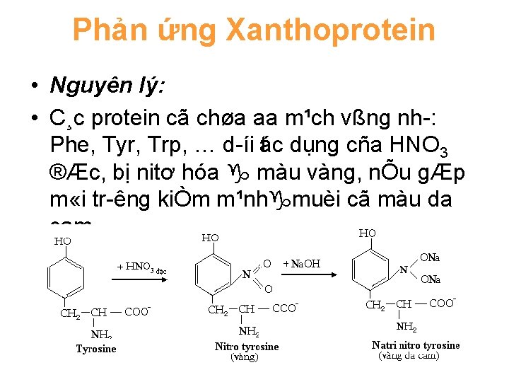 Phản ứng Xanthoprotein • Nguyên lý: • C¸c protein cã chøa aa m¹ch vßng