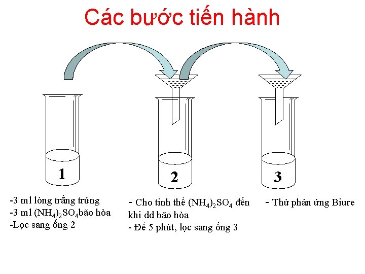 Các bước tiến hành 1 -3 ml lòng trắng trứng -3 ml (NH 4)2