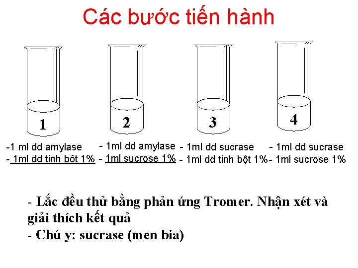 Các bước tiến hành 1 2 3 4 - 1 ml dd amylase -