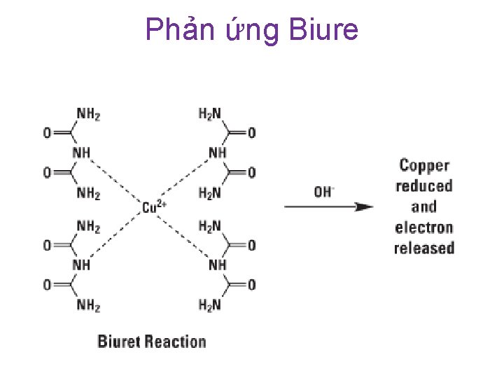 Phản ứng Biure 