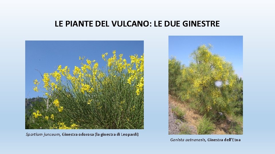 LE PIANTE DEL VULCANO: LE DUE GINESTRE Spartium junceum, Ginestra odorosa (la ginestra di