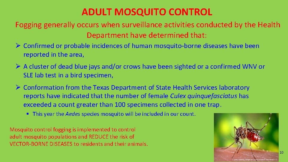 ADULT MOSQUITO CONTROL Fogging generally occurs when surveillance activities conducted by the Health Department ADULT MOSQUITO CONTROL Fogging generally occurs when surveillance activities conducted by the Health Department