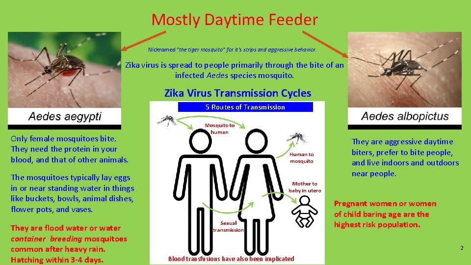 Mostly Daytime Feeder Nicknamed “the tiger mosquito” for it’s strips and aggressive behavior. Zika Mostly Daytime Feeder Nicknamed “the tiger mosquito” for it’s strips and aggressive behavior. Zika