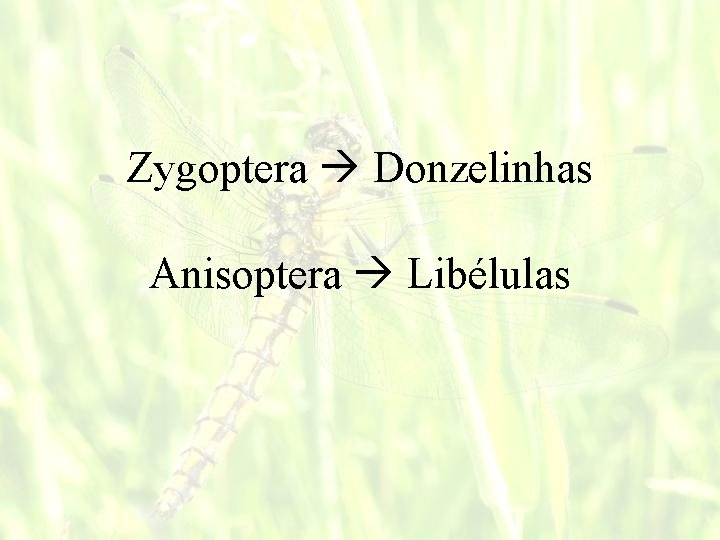 Zygoptera Donzelinhas Anisoptera Libélulas 