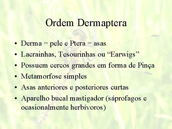 Ordem Dermaptera • • • Derma = pele e Ptera = asas Lacrainhas, Tesourinhas