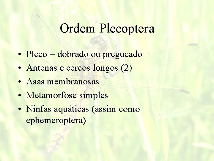 Ordem Plecoptera • • • Pleco = dobrado ou pregueado Antenas e cercos longos