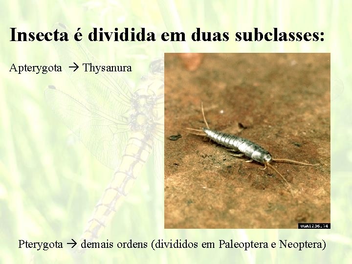 Insecta é dividida em duas subclasses: Apterygota Thysanura Pterygota demais ordens (divididos em Paleoptera