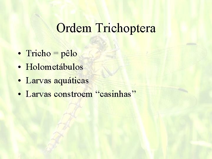 Ordem Trichoptera • • Tricho = pêlo Holometábulos Larvas aquáticas Larvas constroem “casinhas” 