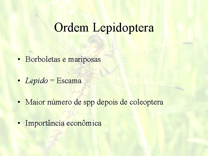 Ordem Lepidoptera • Borboletas e mariposas • Lepido = Escama • Maior número de