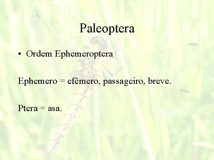 Paleoptera • Ordem Ephemeroptera Ephemero = efêmero, passageiro, breve. Ptera = asa. 