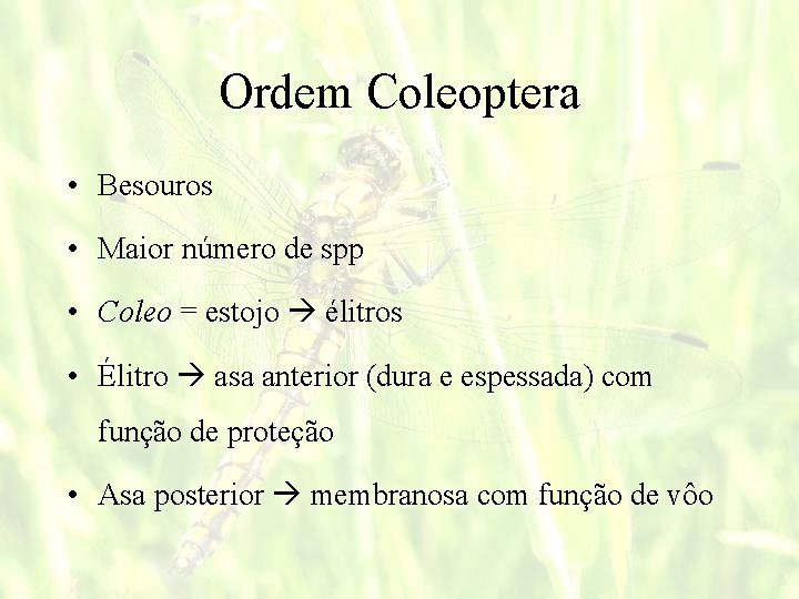 Ordem Coleoptera • Besouros • Maior número de spp • Coleo = estojo élitros