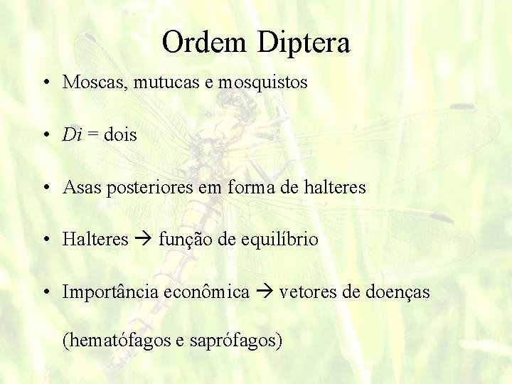 Ordem Diptera • Moscas, mutucas e mosquistos • Di = dois • Asas posteriores