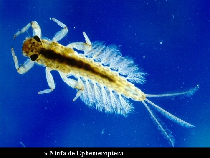 » Ninfa de Ephemeroptera 