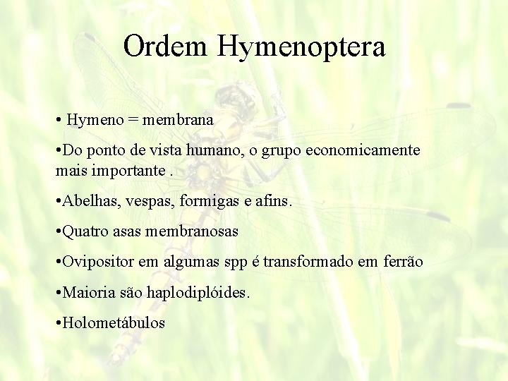 Ordem Hymenoptera • Hymeno = membrana • Do ponto de vista humano, o grupo
