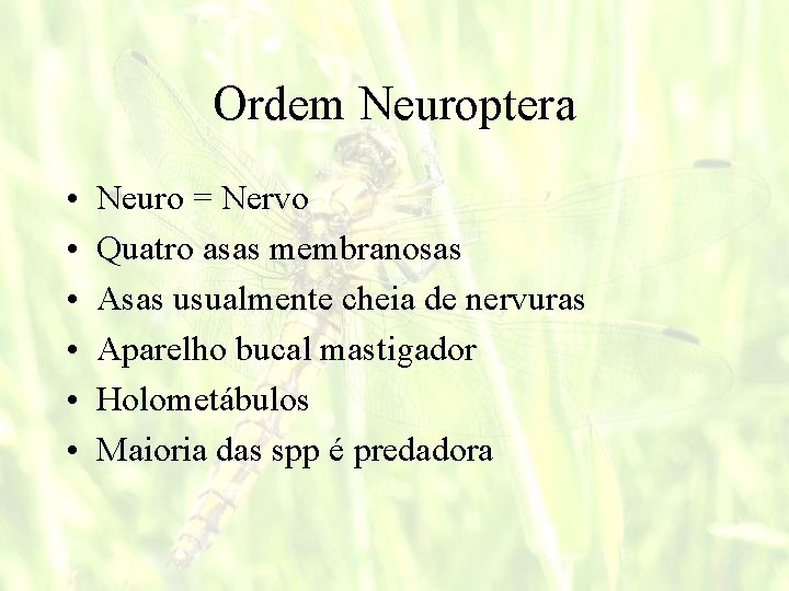 Ordem Neuroptera • • • Neuro = Nervo Quatro asas membranosas Asas usualmente cheia