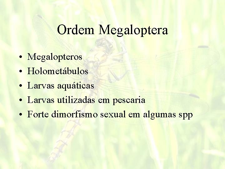 Ordem Megaloptera • • • Megalopteros Holometábulos Larvas aquáticas Larvas utilizadas em pescaria Forte