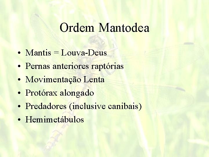 Ordem Mantodea • • • Mantis = Louva-Deus Pernas anteriores raptórias Movimentação Lenta Protórax