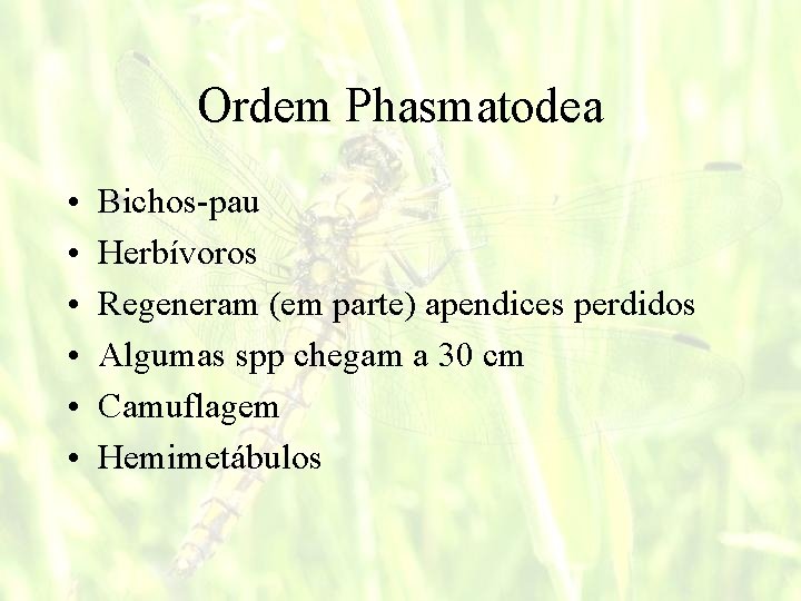 Ordem Phasmatodea • • • Bichos-pau Herbívoros Regeneram (em parte) apendices perdidos Algumas spp