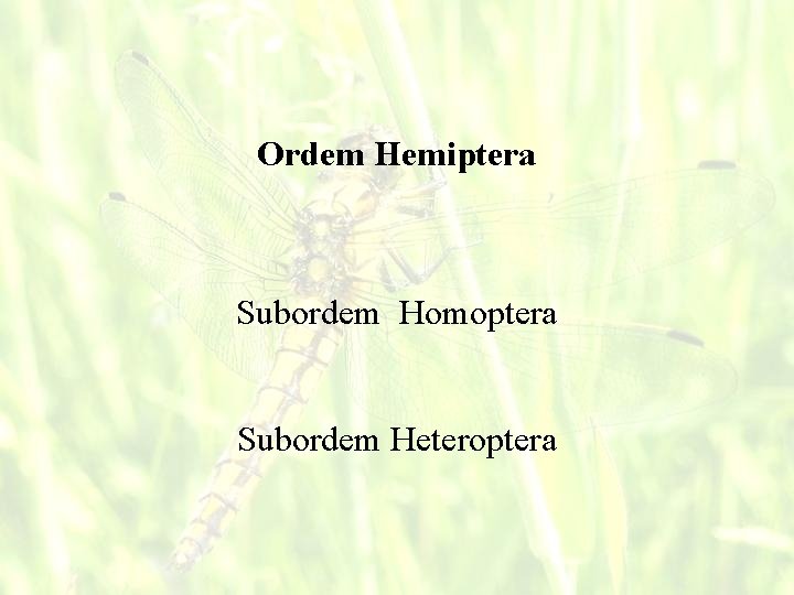 Ordem Hemiptera Subordem Homoptera Subordem Heteroptera 